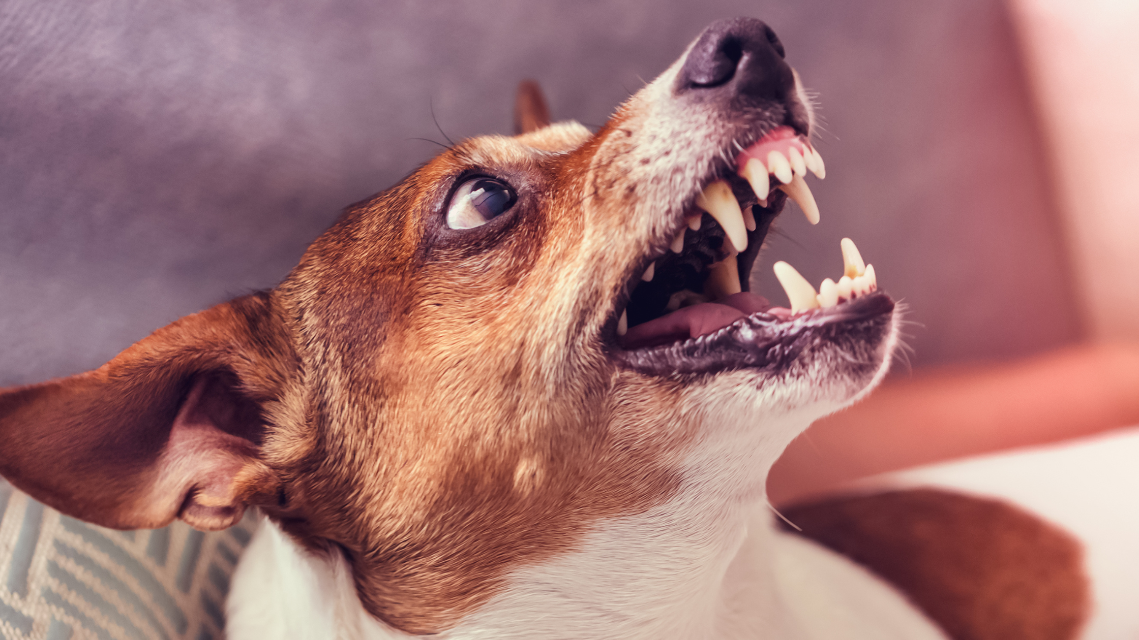 Dog Bite Liability Who Pays for Injuries in Florida